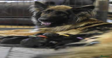 German Shepherd dogs - Advert 14