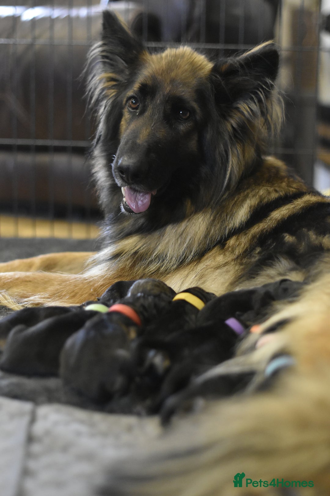 German Shepherd dogs for sale: KC registered 5 generation long coated GSD puppies - Image 4