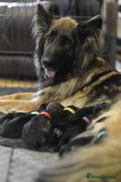 German Shepherd dogs - Advert 4