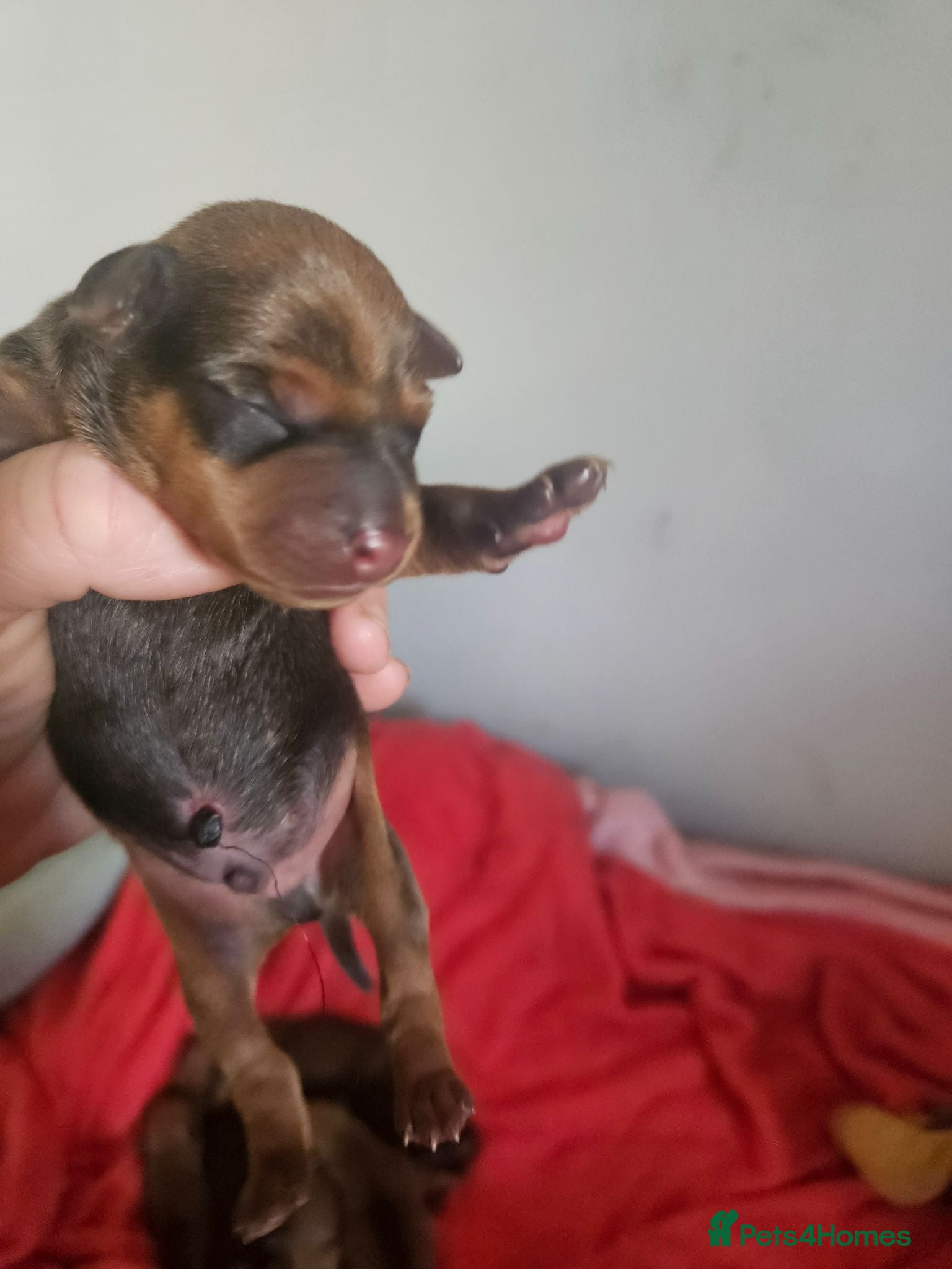Miniature Pinscher dogs Adorable miniature pinscher puppies  - Advert 2
