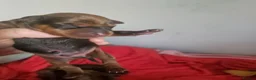 Miniature Pinscher dogs for sale: Adorable miniature pinscher puppies  - Advert 2