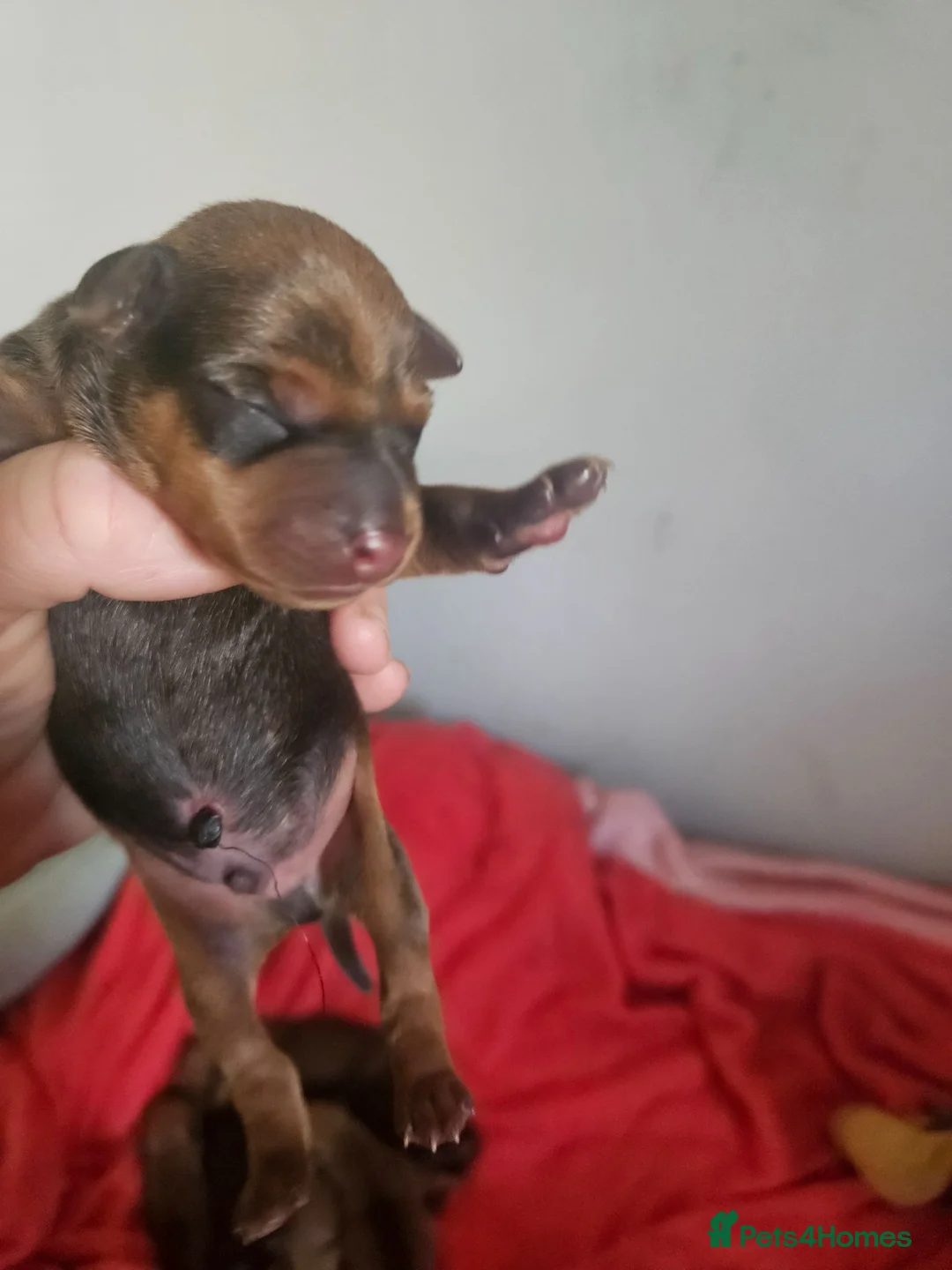 Miniature Pinscher dogs for sale: Adorable miniature pinscher puppies  - Advert 2