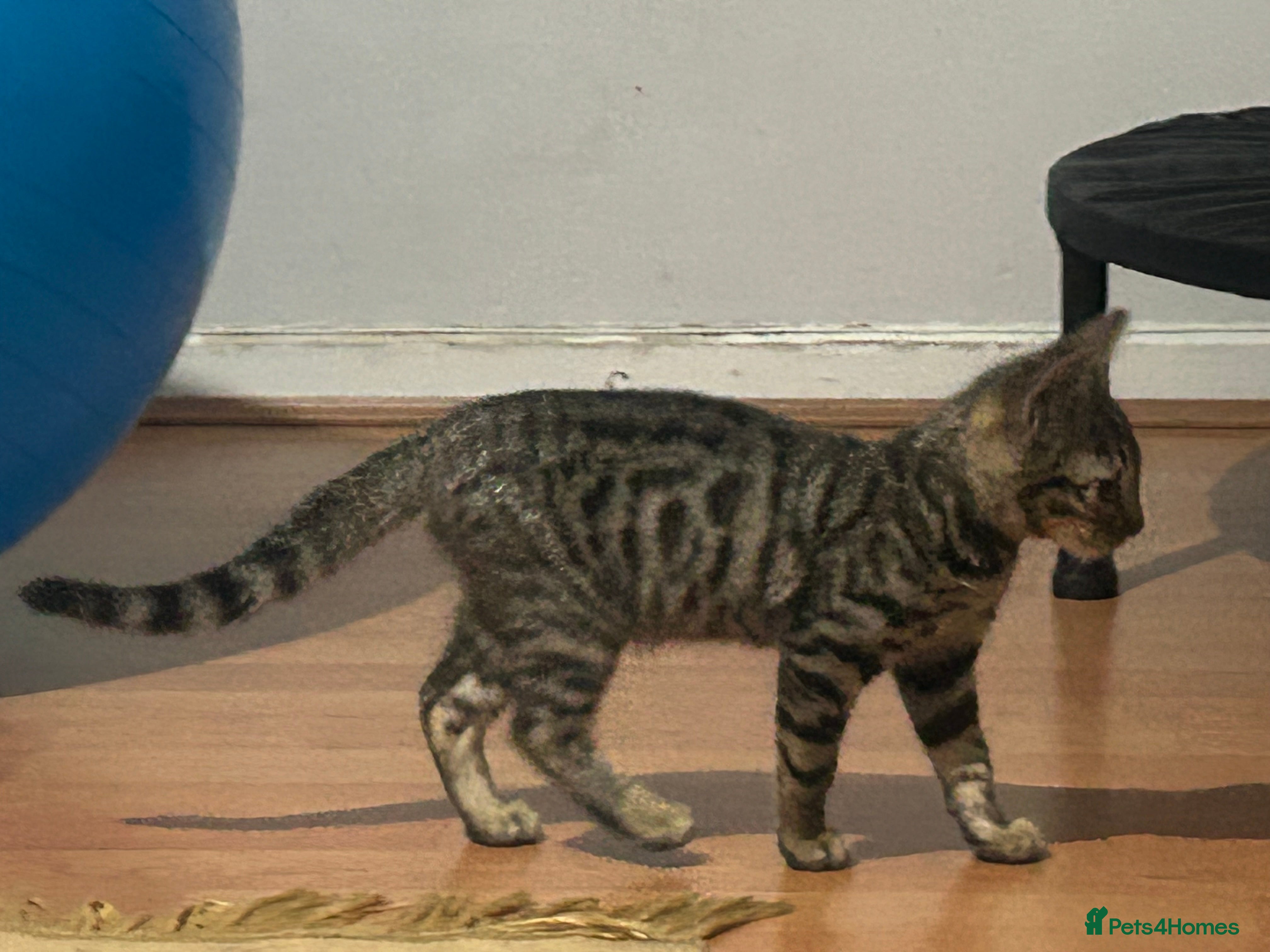 Bengal cats Pure Bengal kitten - Advert 17