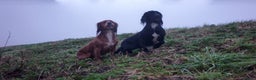 Cocker Spaniel dogs for stud: Proven kc reg working cocker in Preston - Advert 8