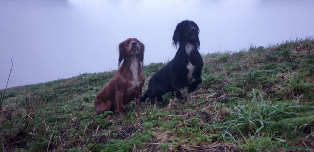 Cocker Spaniel dogs for stud: Proven kc reg working cocker in Preston - Advert 8
