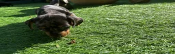 Dachshund dogs for sale: 4 beautiful boys  - Advert 3