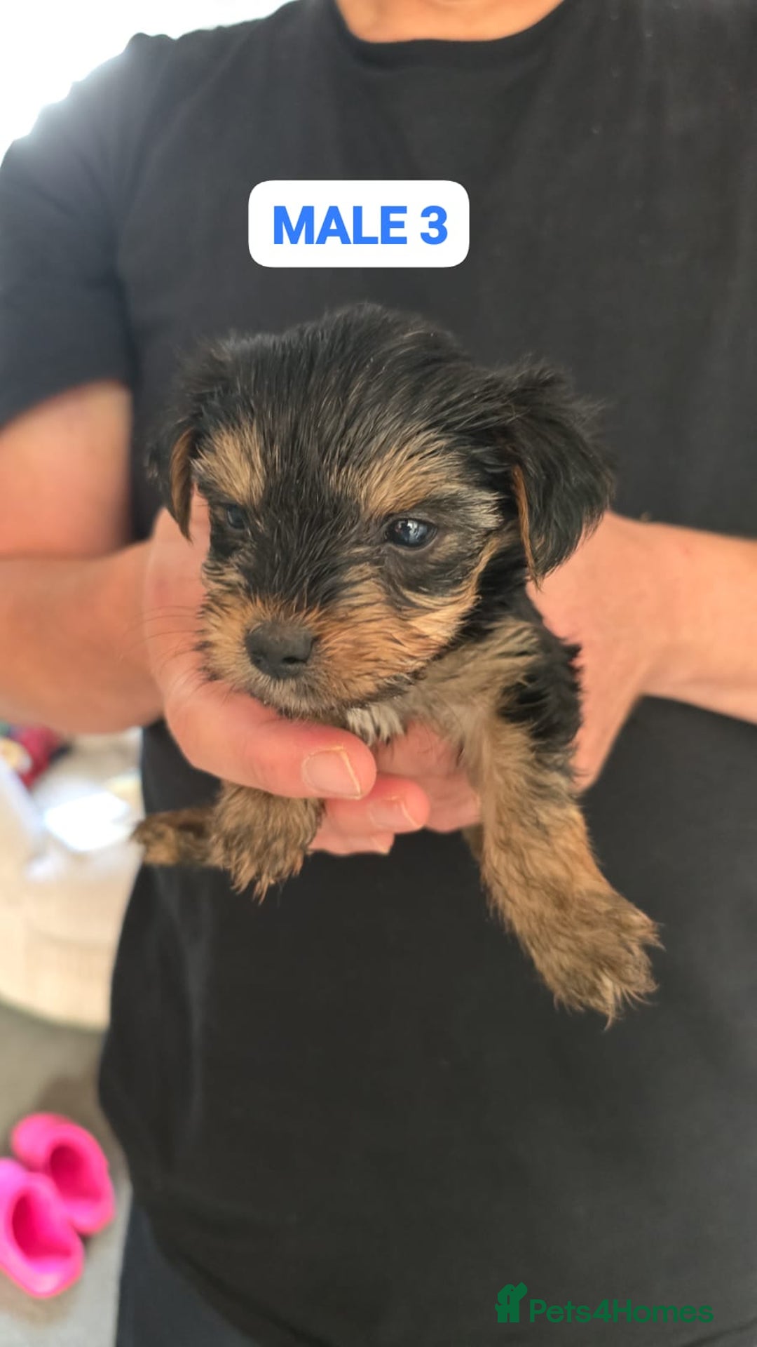 Mixed Breed dogs for sale: FOR SALE (YORKSHIRE TERRIER) - Image 9