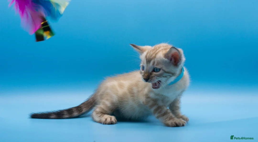 Bengal cats for sale: Snow Lynx Bengal Kittens–Available for Reservation - Advert 19