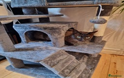 Tonkinese cats for sale: Beautiful Tonkinese Boy - Cappuccino - Image 4