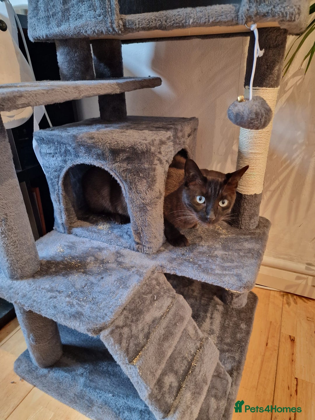 Tonkinese cats for sale: Beautiful Tonkinese Boy - Cappuccino - Image 4
