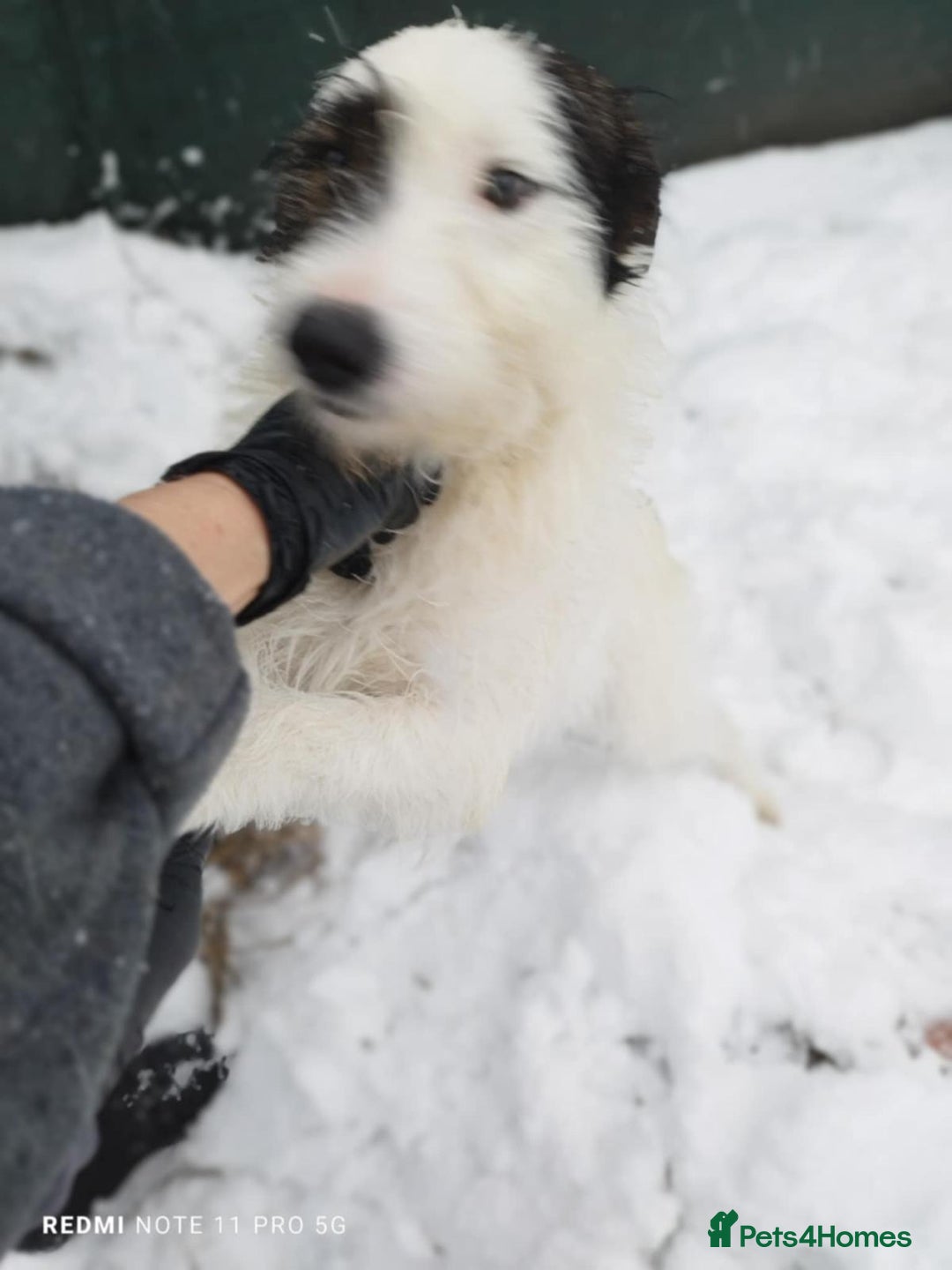 Mixed Breed dogs for adoption: 🤍 Alex 🤍 Confident cuddle-bug for a Loving Home - Advert 7