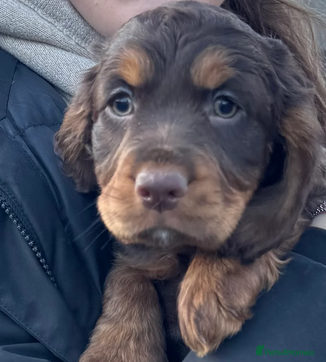 Cocker Spaniel dogs for stud: K C registered - Mr Midnight for Stud in Huddersfield - Advert 22