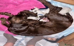 Cocker Spaniel dogs for sale: Cocker Spaniel Puppies ready 22nd October  - Image 2
