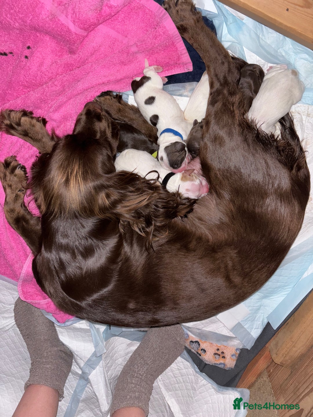 Cocker Spaniel dogs for sale: Cocker Spaniel Puppies ready 22nd October  - Image 2