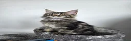 Maine Coon cats for sale: Maine coon pedigree kittens  - Advert 40