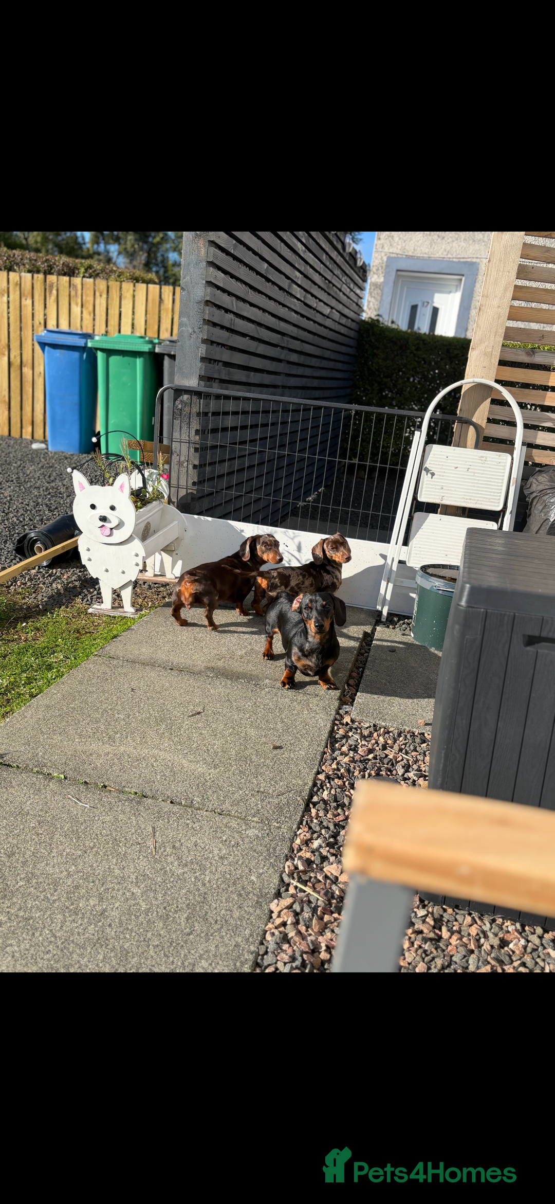 Miniature Dachshund dogs for sale: 2 miniature dachshund  - Image 2