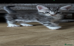 Maine Coon cats for sale: 3/4 mainecoon kittens polydactyl  - Image 13