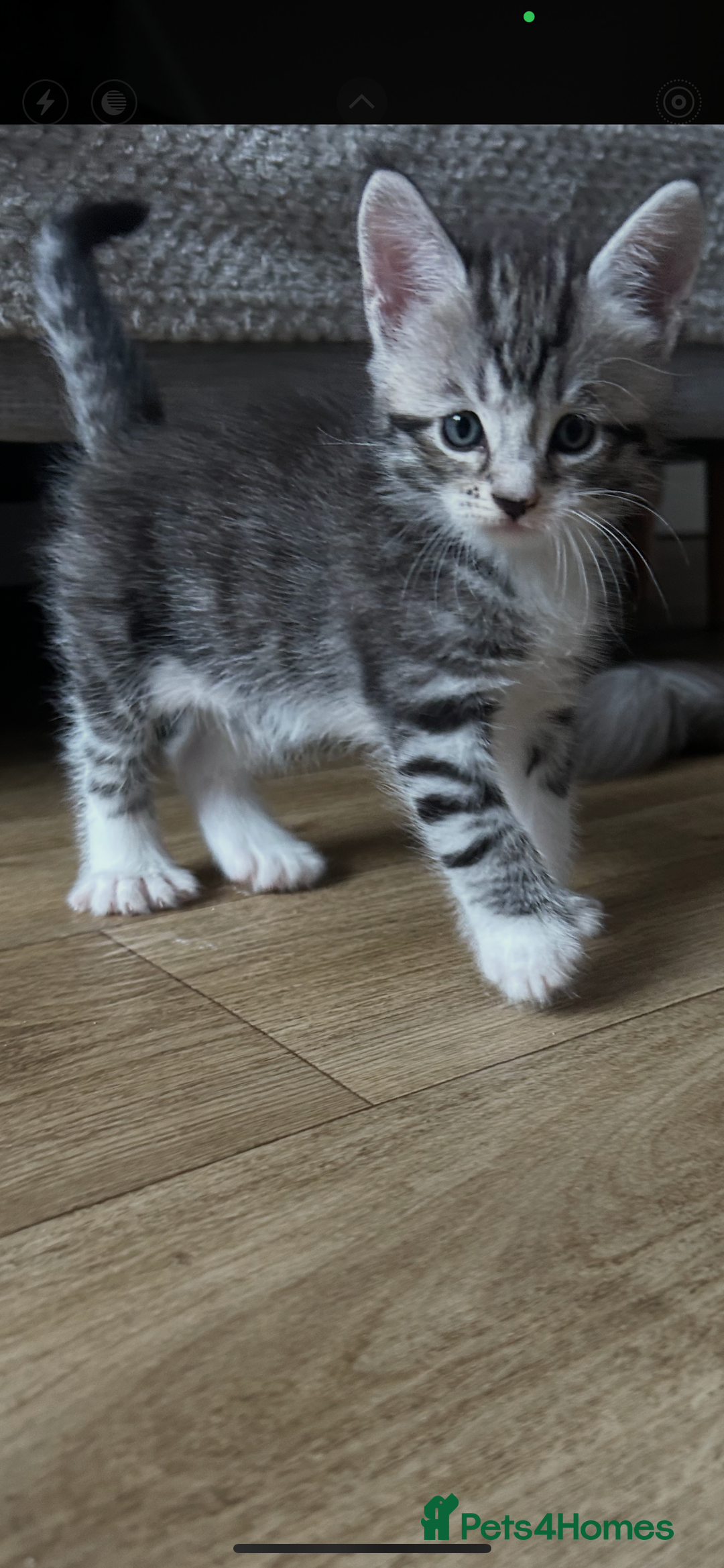 Maine Coon cats for sale: 3/4 mainecoon kittens polydactyl  - Image 13