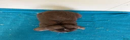 Mini Lop rabbits for sale: Pure breed mini lop adult female for sale  - Advert 3