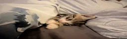 Domestic Shorthair cats for adoption: 8 week old tabby cat - Advert 2