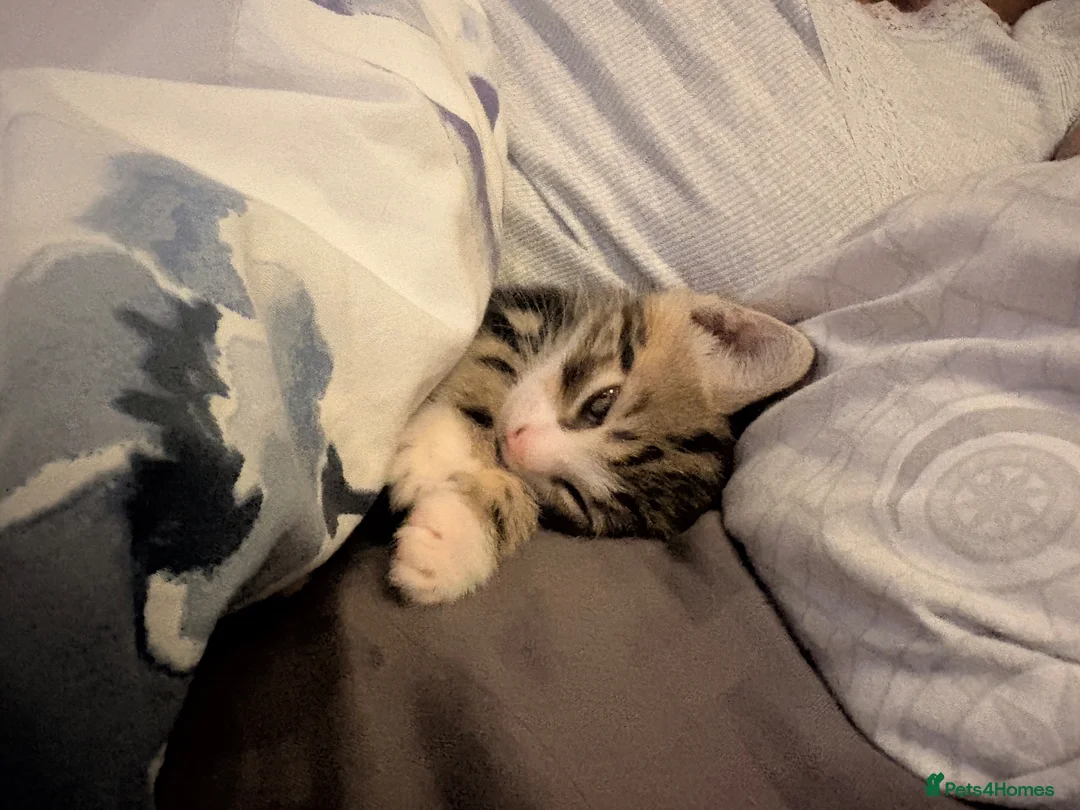 Domestic Shorthair cats for adoption: 8 week old tabby cat - Advert 2