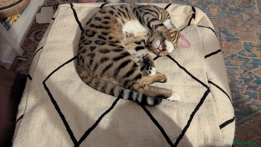 Bengal cats for sale: Adorable Bengal male for sale  - Advert 14