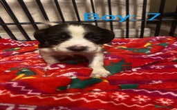 English Springer Spaniel dogs for sale: Beautiful litter of 11 springer spaniel puppies  - Advert 18