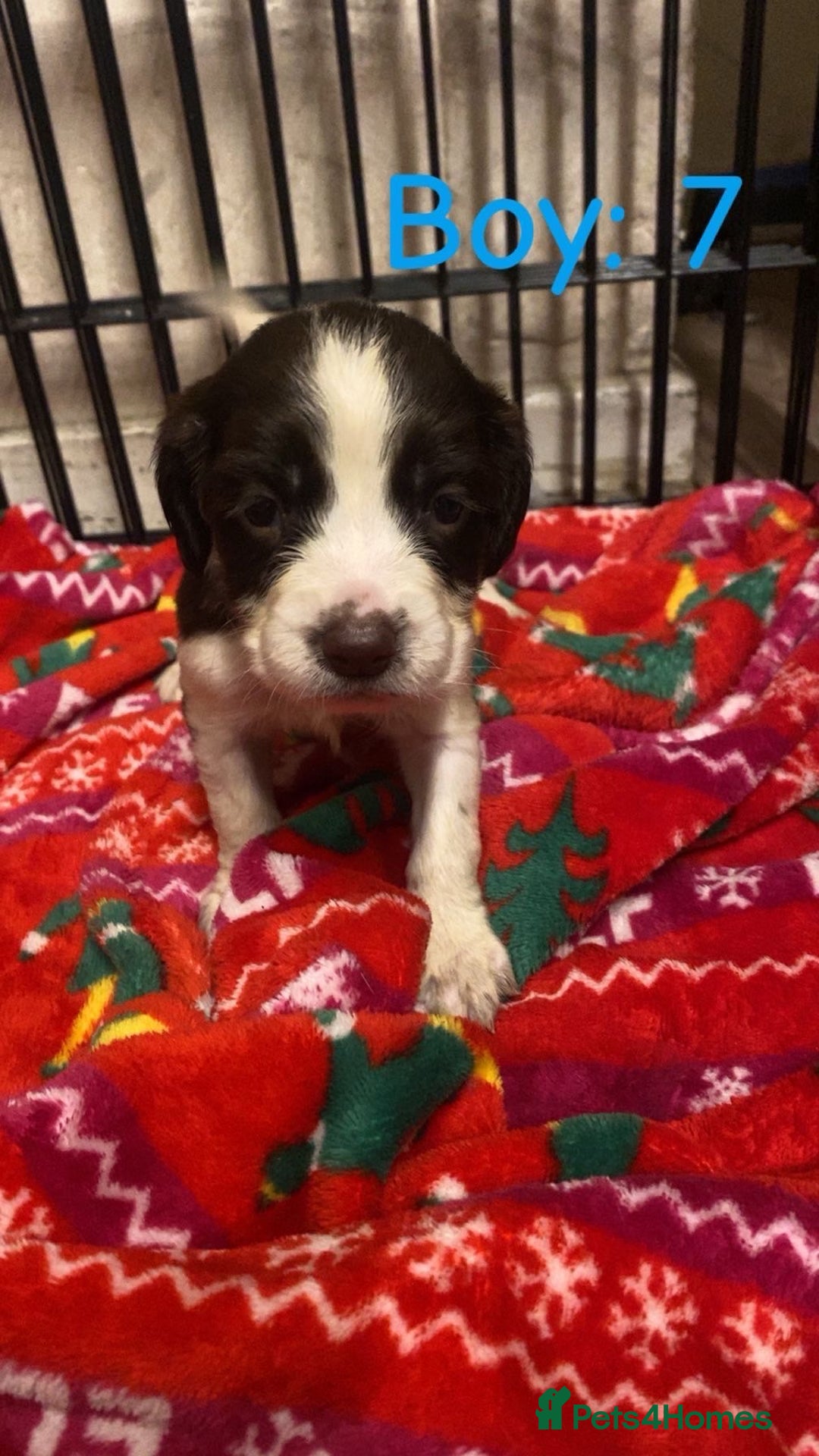 English Springer Spaniel dogs for sale: Beautiful litter of 11 springer spaniel puppies  - Advert 18