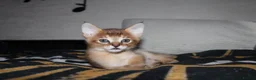 Chausie cats for sale: CHAUSIE F6  - Advert 1