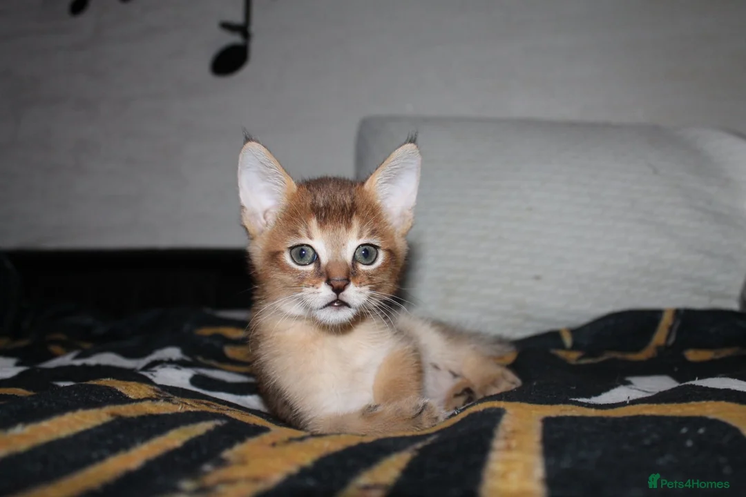 Chausie cats for sale: CHAUSIE F6  - Advert 1