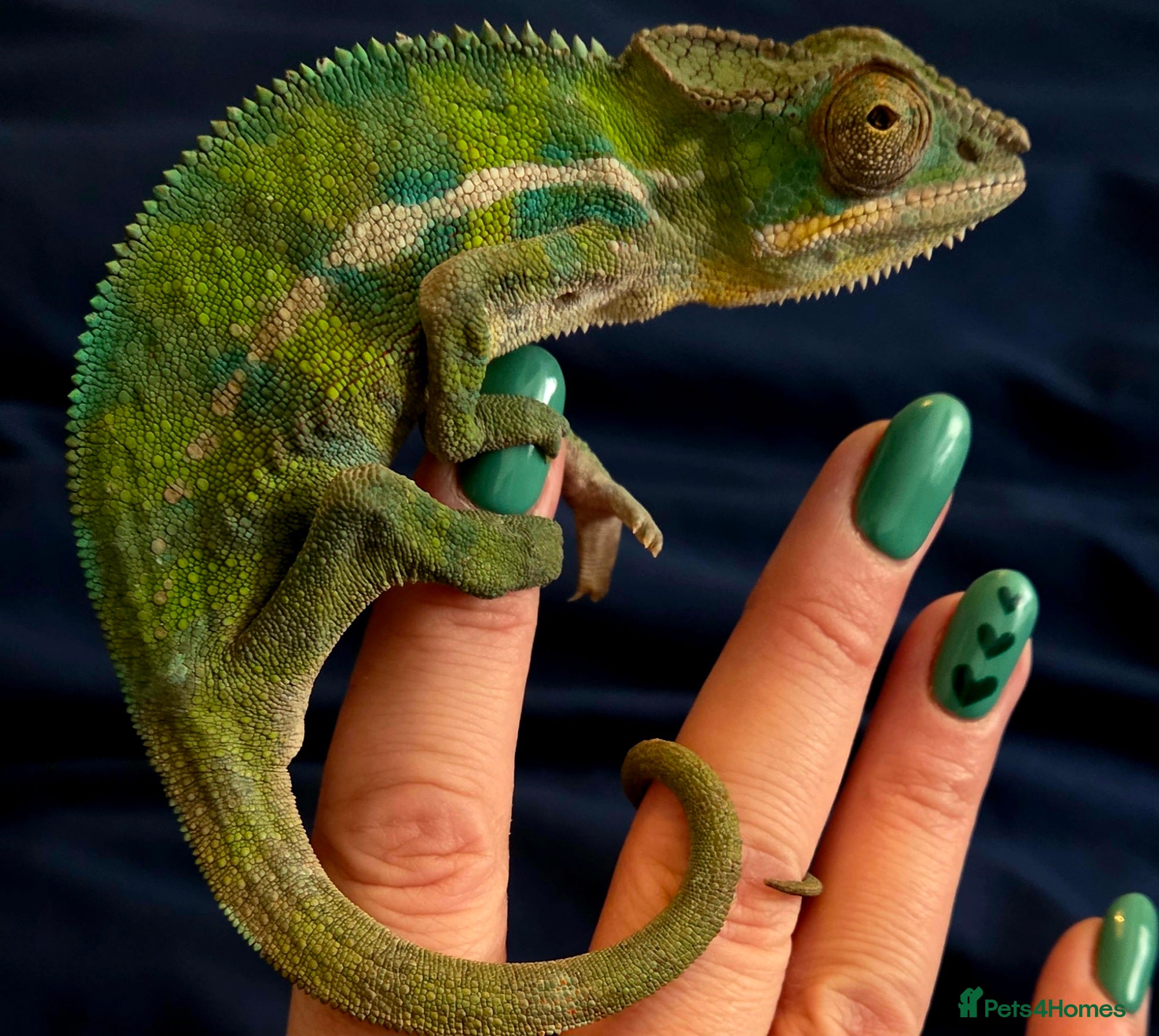 Chameleon reptiles Reptiles for sale- prices on advert - Advert 1