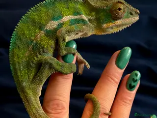 Chameleon reptiles Reptiles for sale- prices on advert - Advert 1