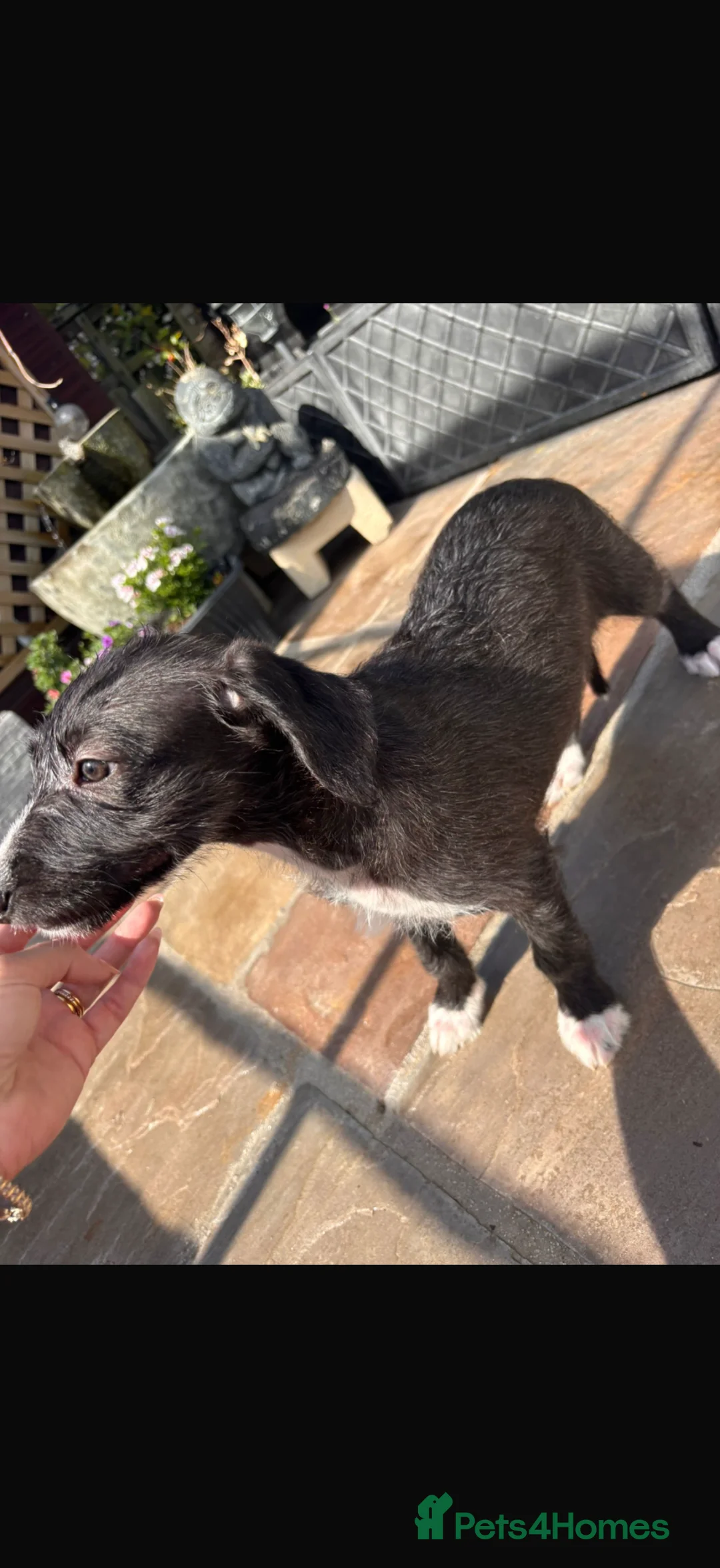Mixed Breed dogs for sale: Beddlington whippets - Advert 6