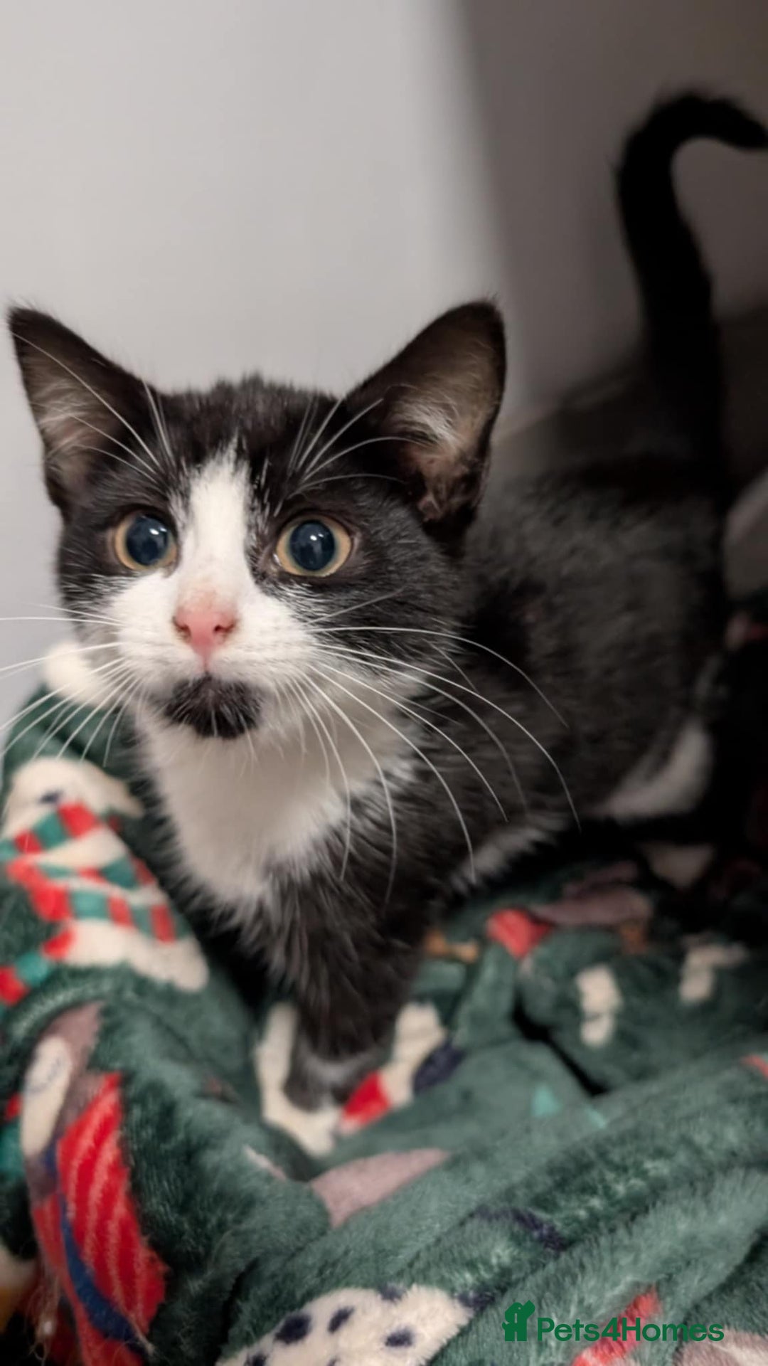 Mixed Breed cats for sale: Beautiful kittens for sale - Advert 1