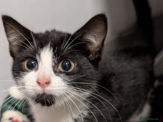 Mixed Breed cats Beautiful kittens for sale - Advert 1