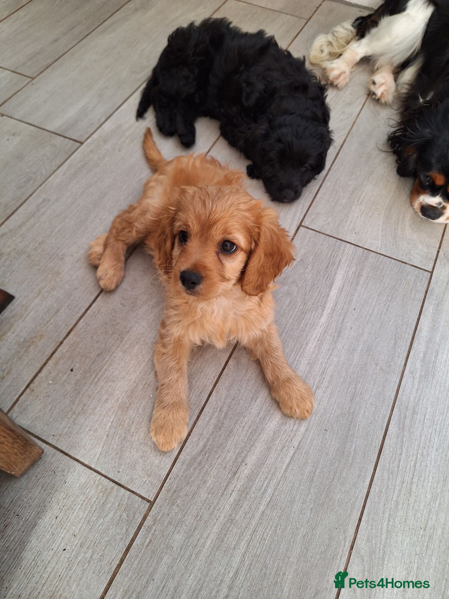 Cavapoo dogs REDUCED F1 CAVAPOO READY NOW  - Advert 1