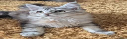 Maine Coon cats for sale: 2 Beautiful Maine coon kittens - Advert 24