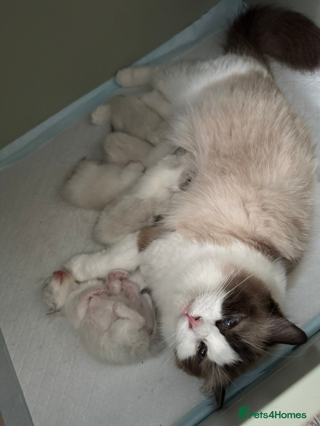 Ragdoll cats for sale: Extremely cuddly Ragdoll kittens! - Image 13