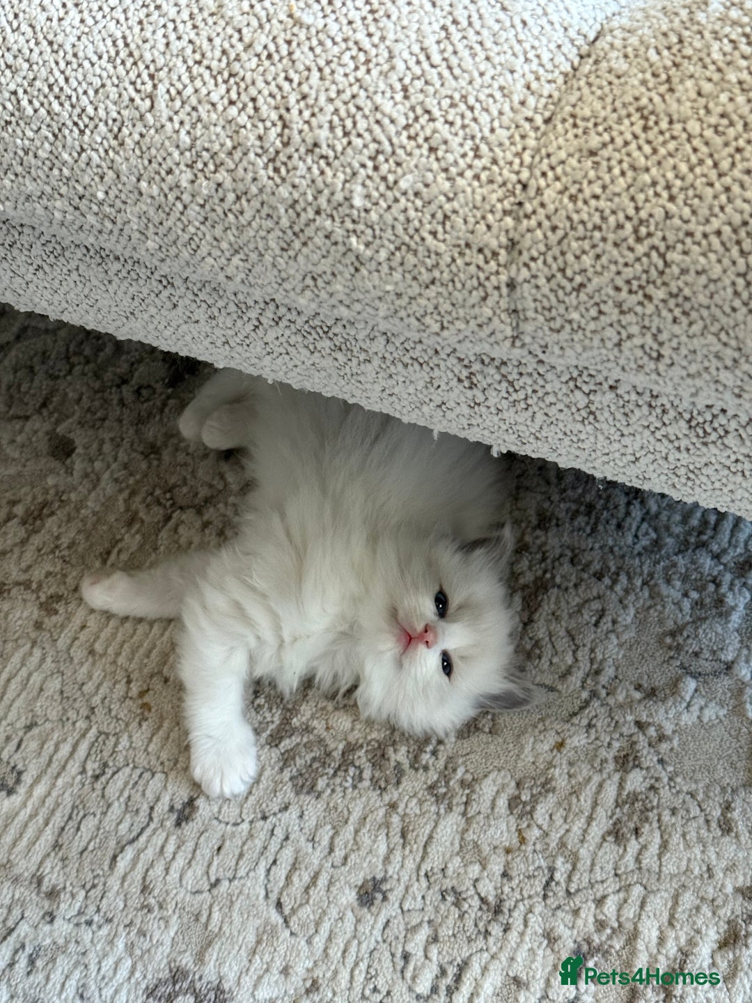 Ragdoll cats for sale: Purebred Ragdolls – Ready to Reserve Now 🍼 - Advert 12