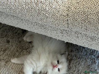 Ragdoll cats Purebred Ragdolls – Ready to Reserve Now 🍼 - Advert 9