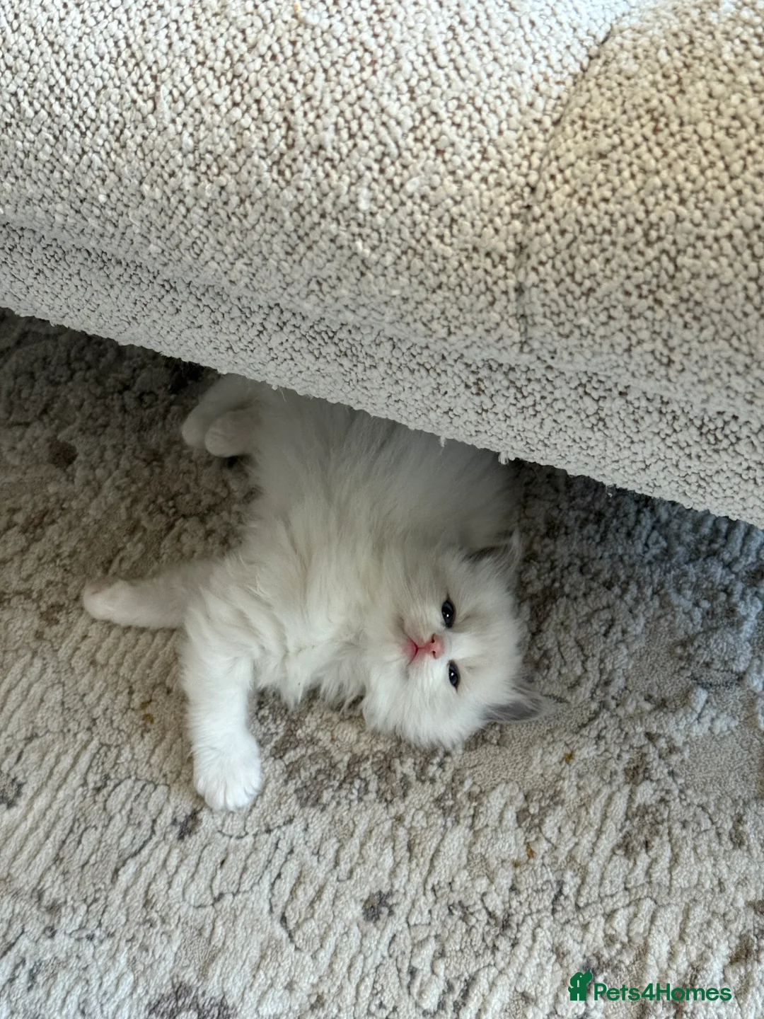 Ragdoll cats for sale: European Purebred Female Ragdoll 🩷 - Advert 15