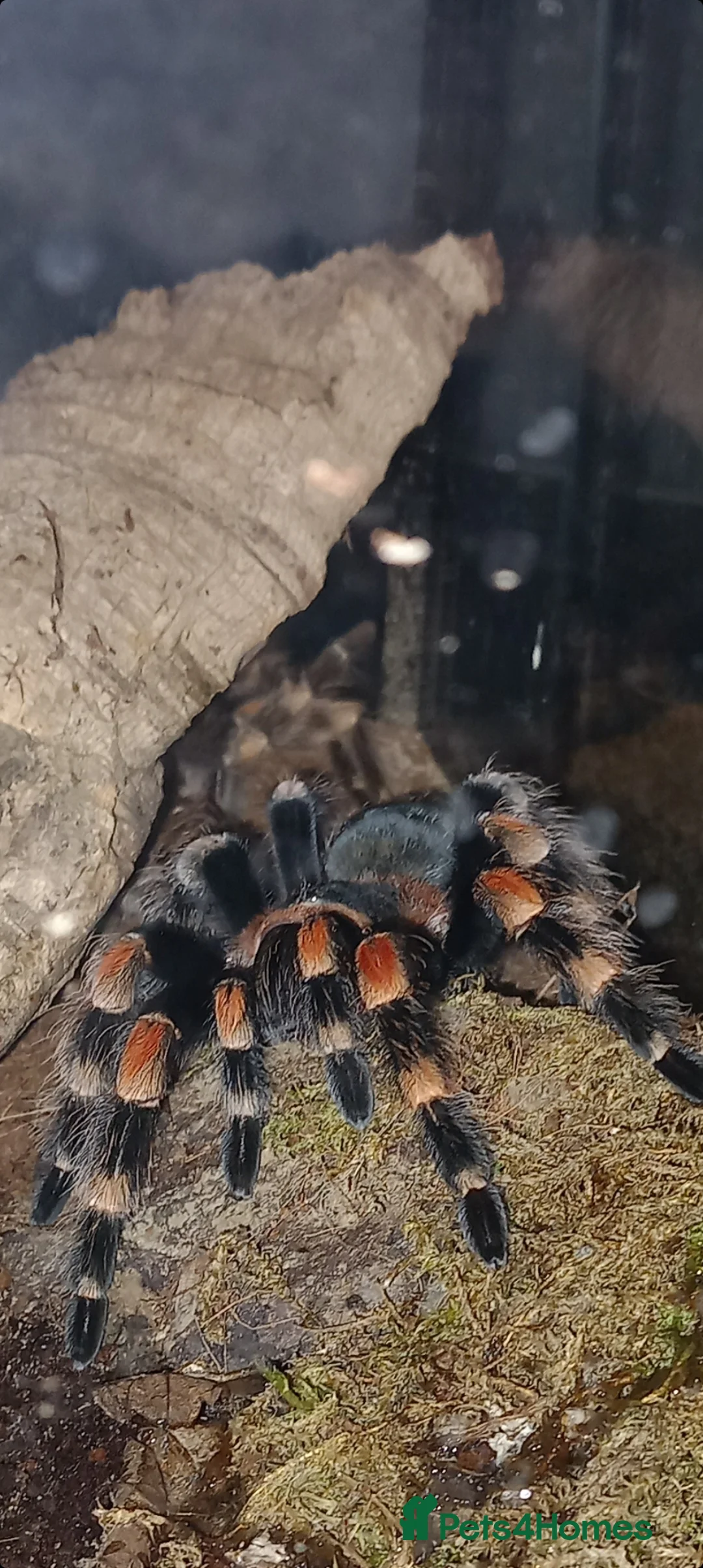 Tarantulas invertebrates for sale: Tarantula Collection For Sale - Advert 1