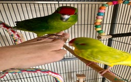 Parakeets birds for sale: 2 Hand Reared Boys Kakariki’s  - Image 3
