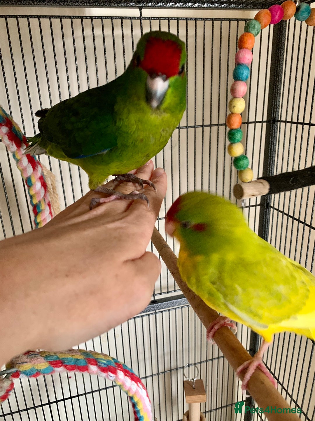 Parakeets birds for sale: 2 Hand Reared Boys Kakariki’s  - Image 3