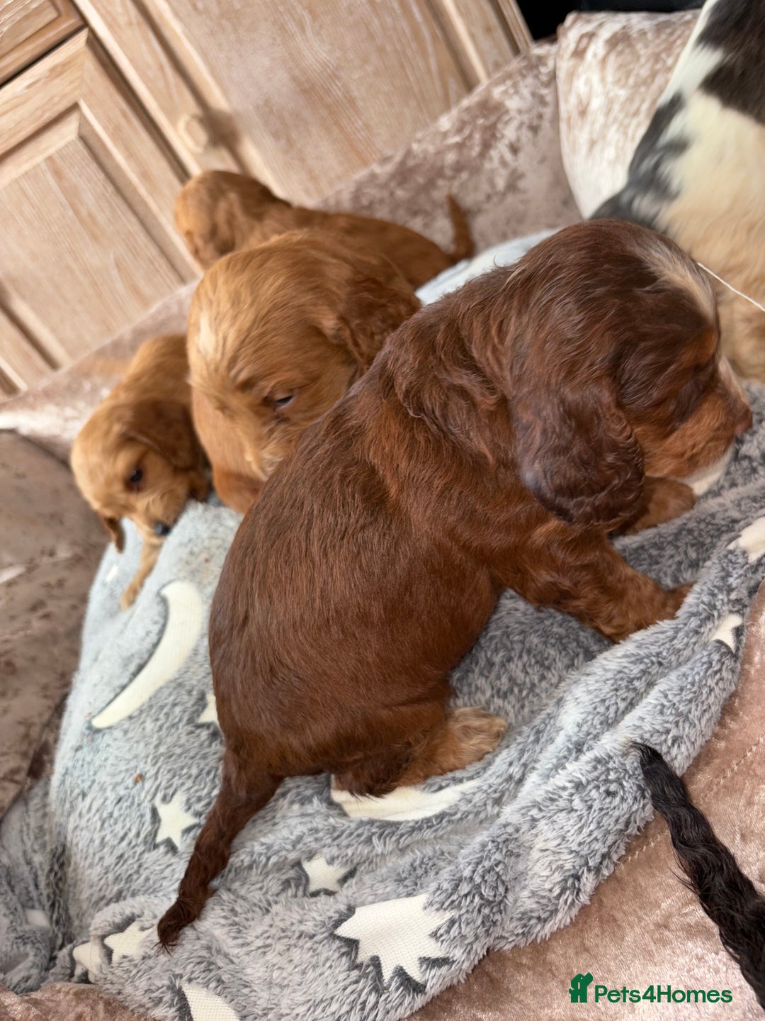 Cockapoo dogs for sale: 8 gorgeous little cockapoo puppies for sale - Image 2