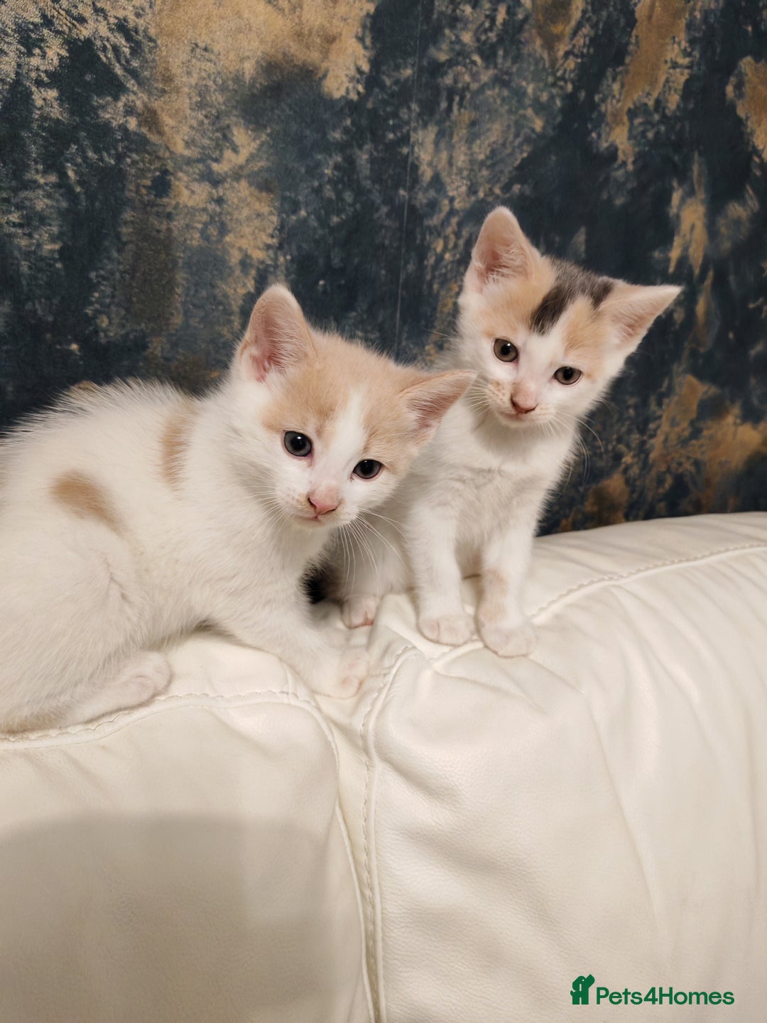 Mixed Breed cats for sale: Kittens for sale - Advert 3
