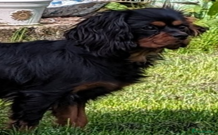 Cavalier King Charles Spaniel dogs - Advert 4
