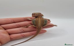 Bearded Dragon reptiles for sale: Mix of hypo trans dunner blue bar het zeros - Image 1