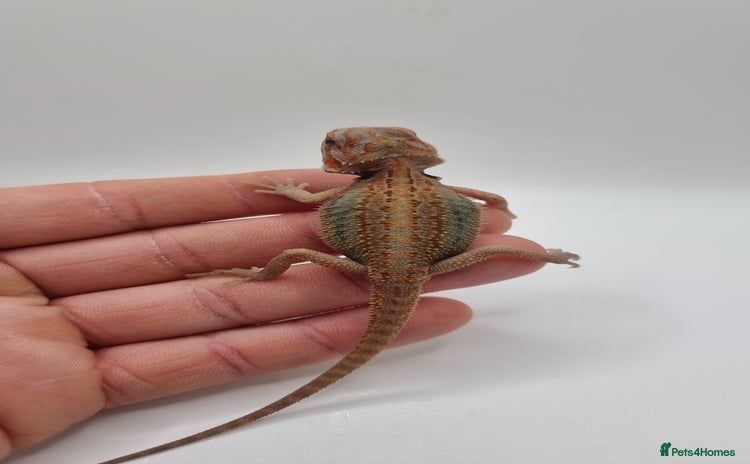 Bearded Dragon reptiles - Advert 1