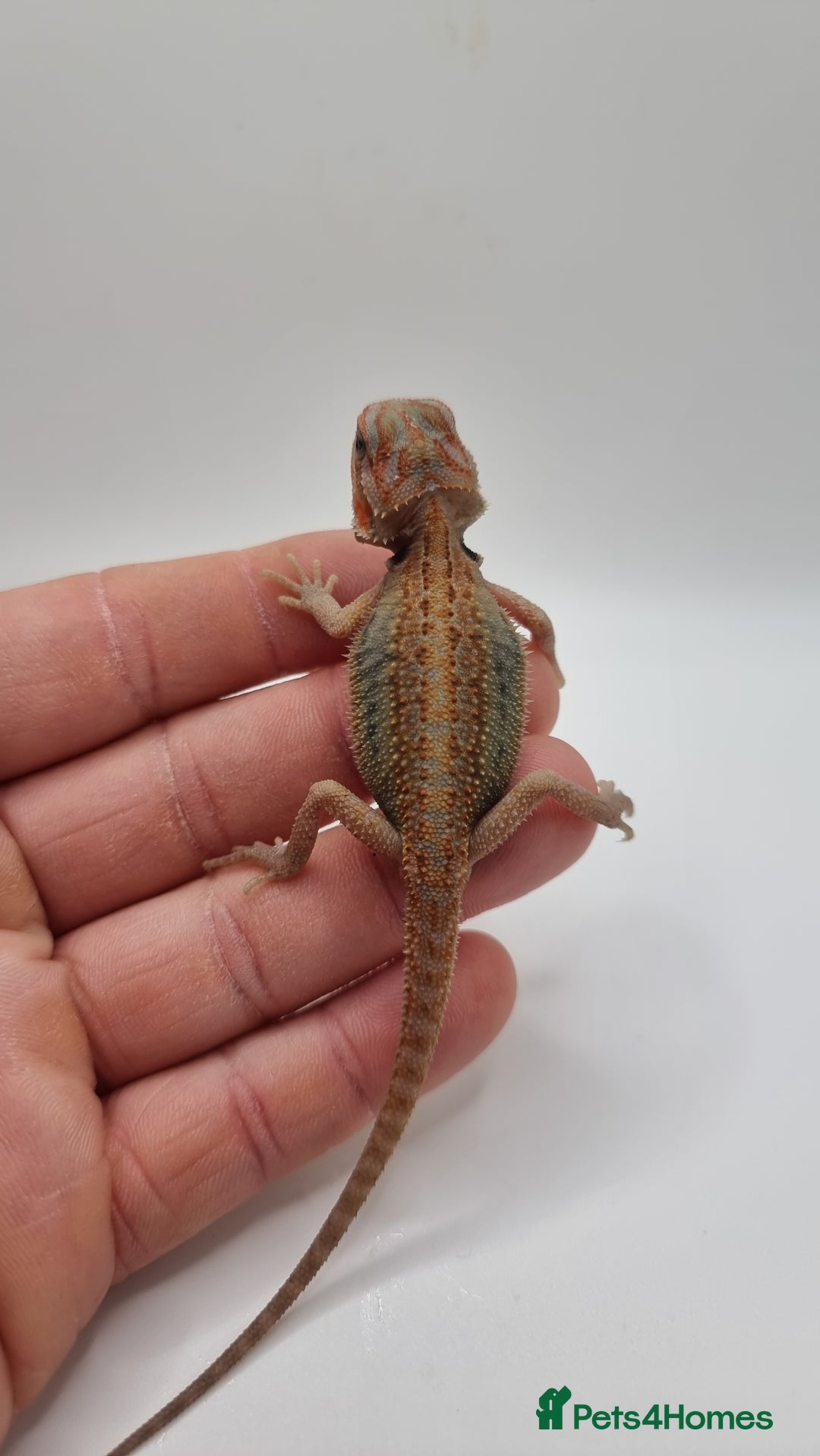 Bearded Dragon reptiles for sale: Mix of hypo trans dunner blue bar het zeros - Image 1